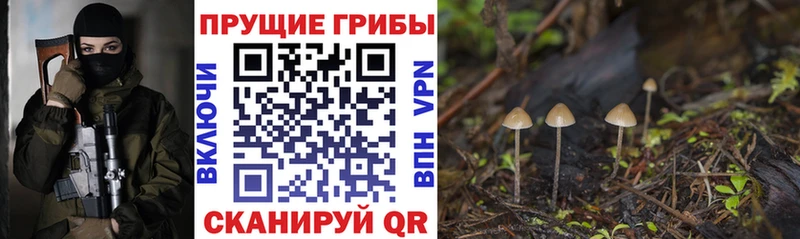 Псилоцибиновые грибы Cubensis  Купить закладки  Щучье 